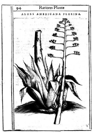 Aloes Americana Florida.