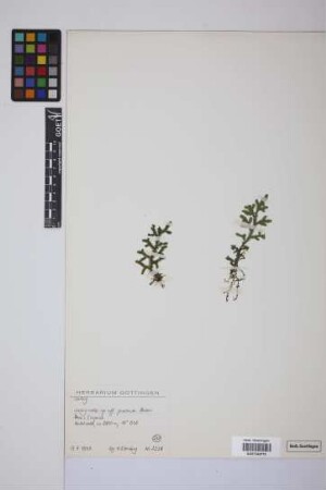 Selaginella producta Baker