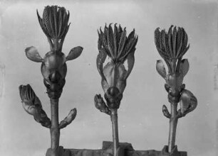 Gemeine Esche (Fraxinus excelsior), aufbrechende Knospen