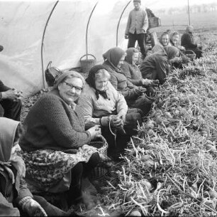Landwirtschaft. Kartoffelernte : Naunhof. Feldarbeiterinnen bei der Kartoffelernte, unter einem Zelt sitzend