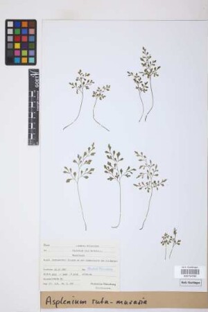 Asplenium ruta-muraria L.