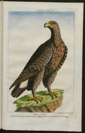 Gold-Adler