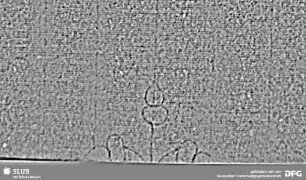 Wasserzeichen Nachsatz S.III_IV