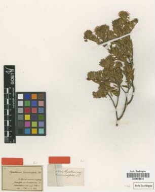 Agathosma barosmaefolia Eckl. & Zeyh. [type]