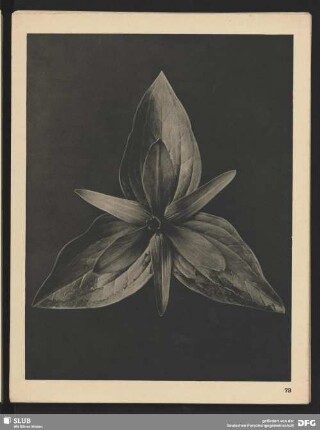 Trillium sessile - Dreiblatt (1mal vergrößert)
