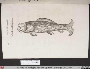 Monstrosus Cyprinus.