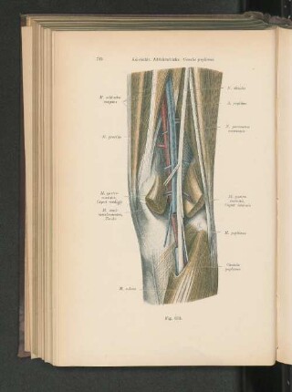 Fig. 615. Kniekehle. Adduktorlücke. Canalis popliteus.