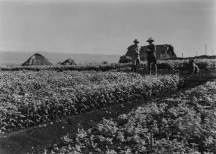 Landwirtschaftliche Anbaufläche : Vermutlich von den Europäern angelegte Anbauflächen in hügeliger Landschaft in Tansania