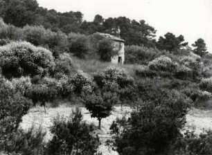 Blühender Ginster und ein einsames Steinhaus bei Valreas