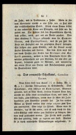 28. Das peruanische Schafkamel, Camelus llacma.