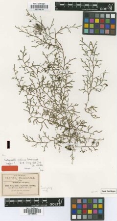 Selaginella extensa Underw. [isotype]