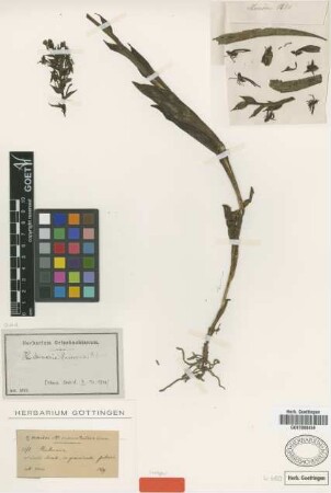 Habenaria paiveana Rchb.f. [isotype]
