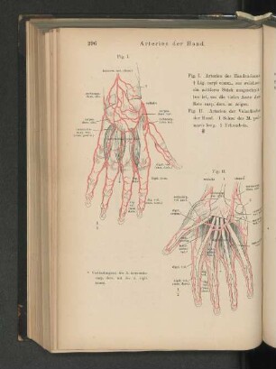 Arterien der Hand.