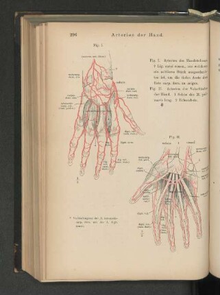 Arterien der Hand.