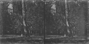 Im Wald : Im Wald, ein Teil des Białowieża-Nationalparks.