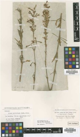 Silene multiflora (Ehrh.) Pers. [type]