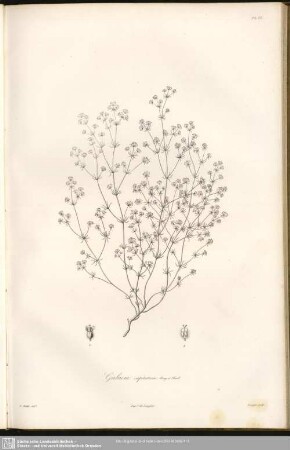 Galium Capitatum , Bory et Chaub