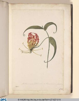 Methonica malaborum. five. Lilium Zeylanicum superbum.