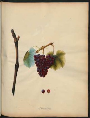 26. L'Allemand rouge