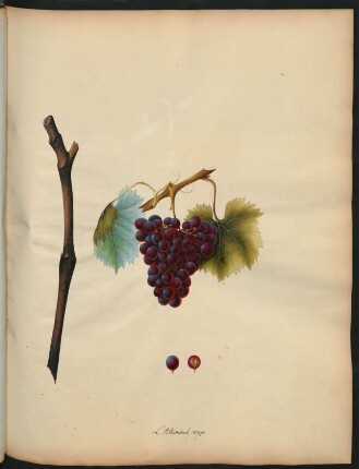 26. L'Allemand rouge