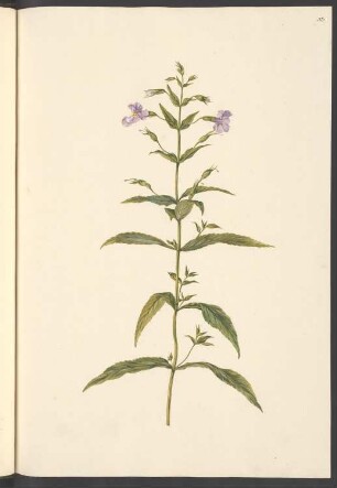 Mimulus ringens, Blatt 53