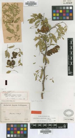 Pithecolobium scalare Griseb. [lectotype]
