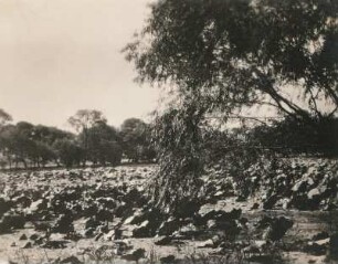 China. Lotosteich auf einer Insel bei Hang-Tschou (Hangzhou) nahe der Jangtse-Mündung