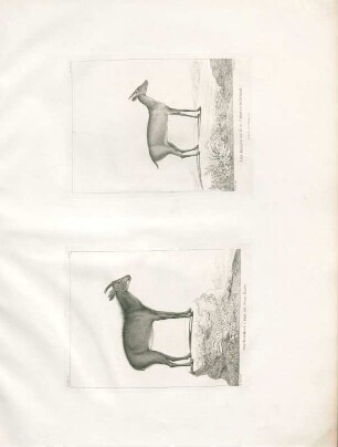 The Kambing Utan or Wild Goat...