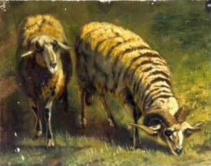 Zwei Schafe auf einer Wiese