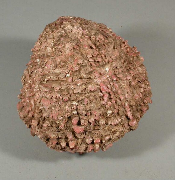 Spondylus shell