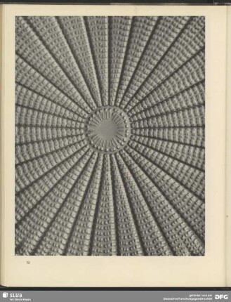 Mathematisches Relief einer runden Kieselalge. 2000:1