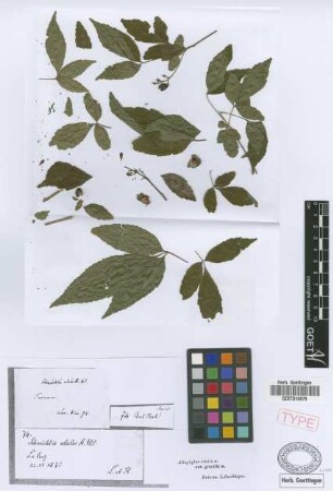 Schmidelia edulis A.St.-Hil., A.Juss. & Cambess.