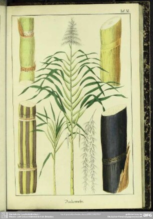 Zuckerrohr