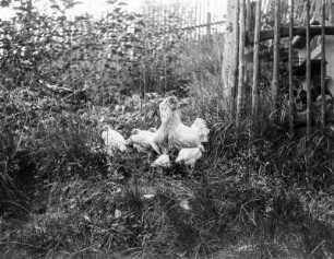 Neudek, Hühner in einem Garten