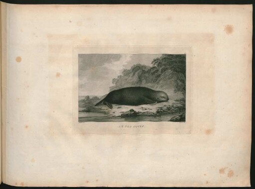 43. A Sea Otter.