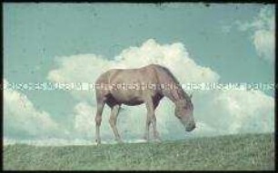 Pferd auf der Wiese