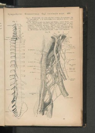 Sympathicus Grenzstrang. Ggl. cervicale supr.