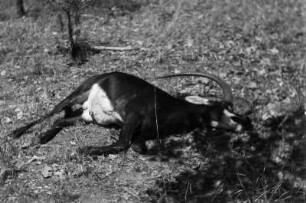 Erlegte Säbelantilope : Erlegte Säbelantilope.