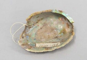 Muschelschale (Haliotis iris)