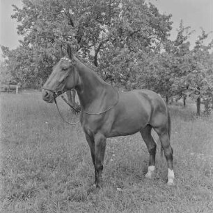 Reiter Strehla : Strehla. Pferd