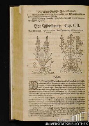 Cap. CII. Von Affodilwurz.
