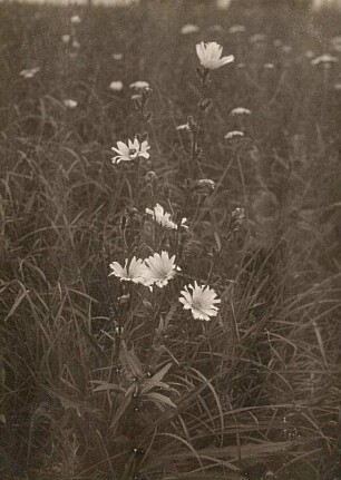 Gemeine oder Gewöhnliche Wegwarte (Cichorium intybus)