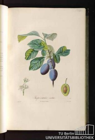 P. XXXI. Impératrice violette.
