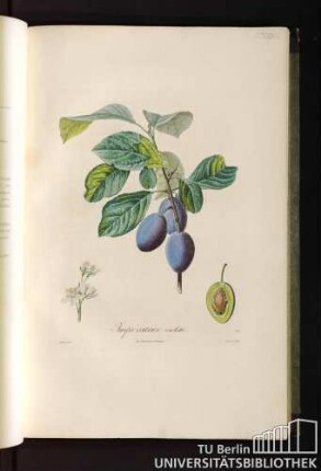 P. XXXI. Impératrice violette.