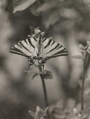 Segelfalter (Papilio podalirius L.). Falter