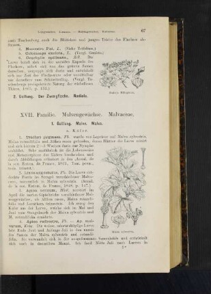 1. Gattung. Malve. Malva.