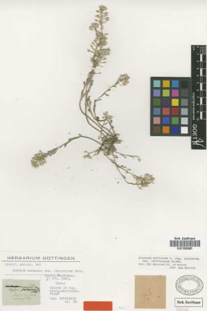 Alyssum montanum L. var. leiocarpum Griseb.[type]