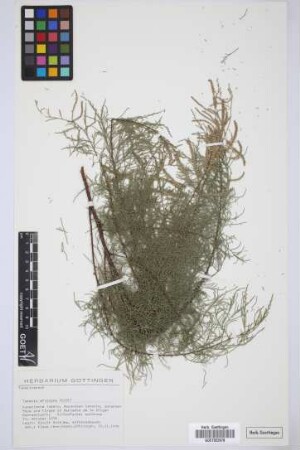 Tamarix africana Poiret