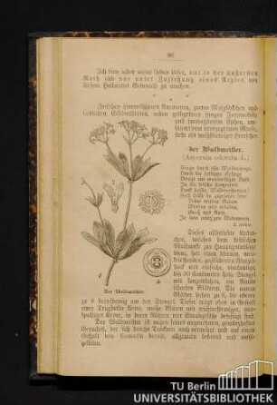 Der Waldmeister.