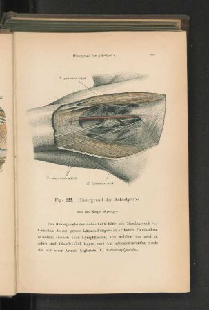 Fig. 222. Hintergrund der Achselgrube.